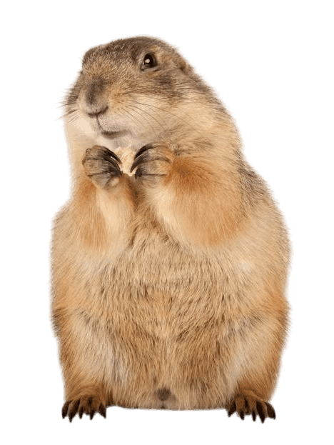 Prairie Dog Juveniles