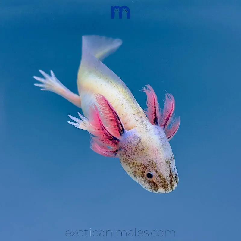 Leucistic Axolotl