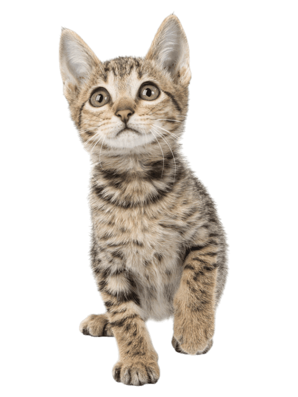 Savannah Cat Kittens