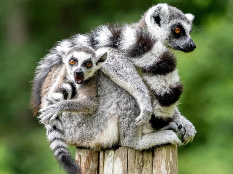 Ring-Tailed Lemurs
