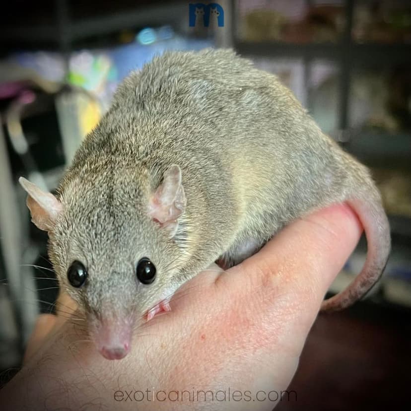 Short-Tailed Opossum for Sale