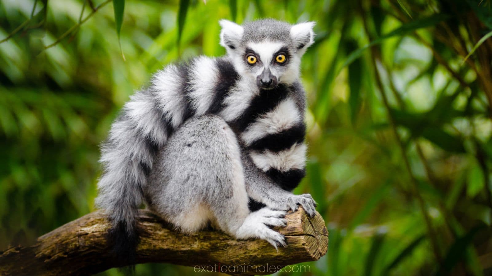 6 Essential Tips for Owning an Exotic Pet in the United States