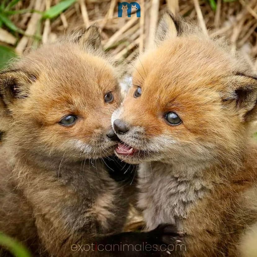 Baby Ruppell's Foxes For Sale
