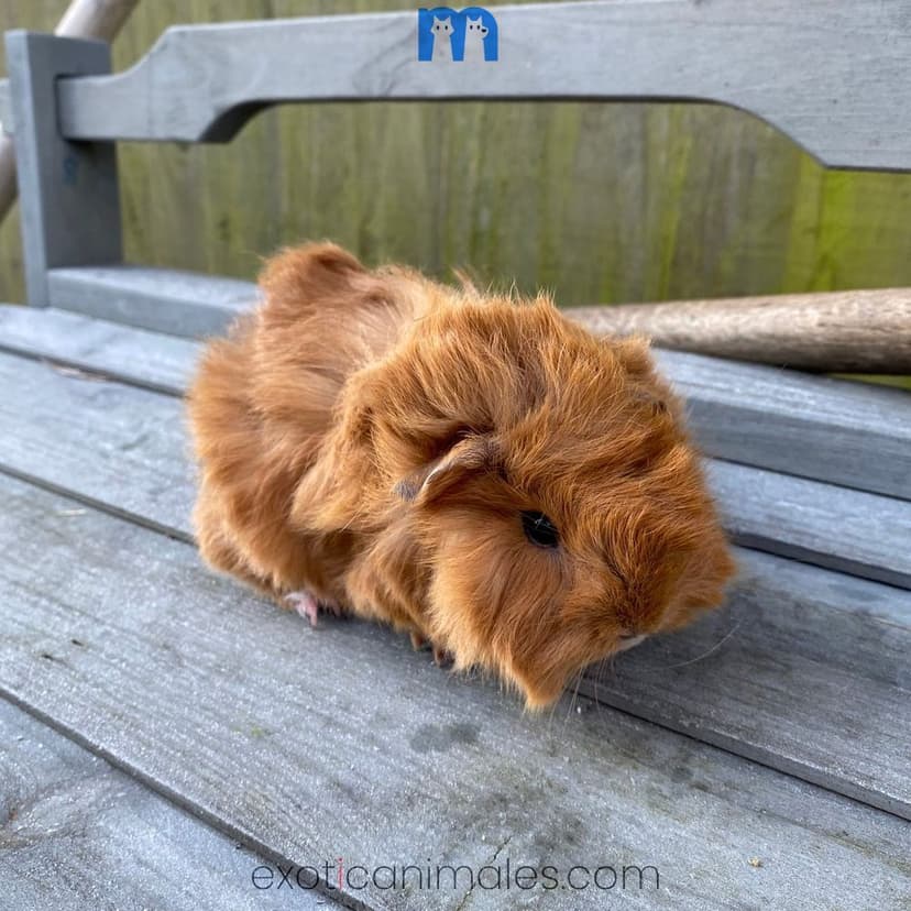 Baby Long Hair Guinea Pigs