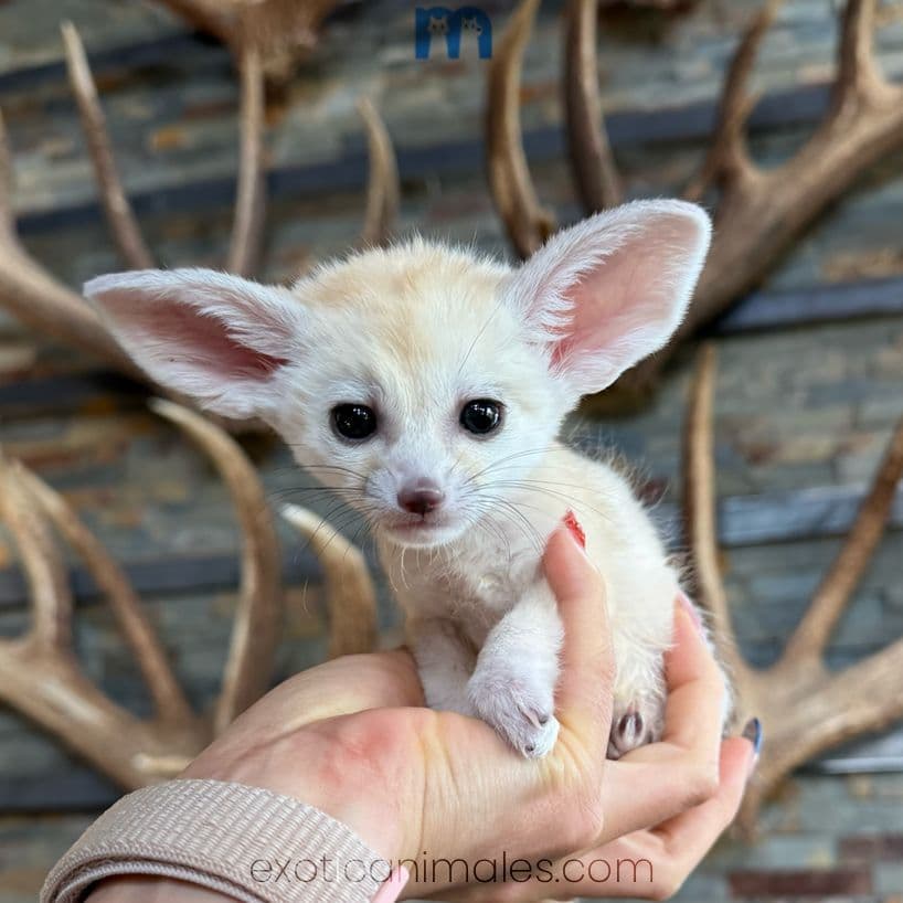 Baby Fennec Fox for Sale