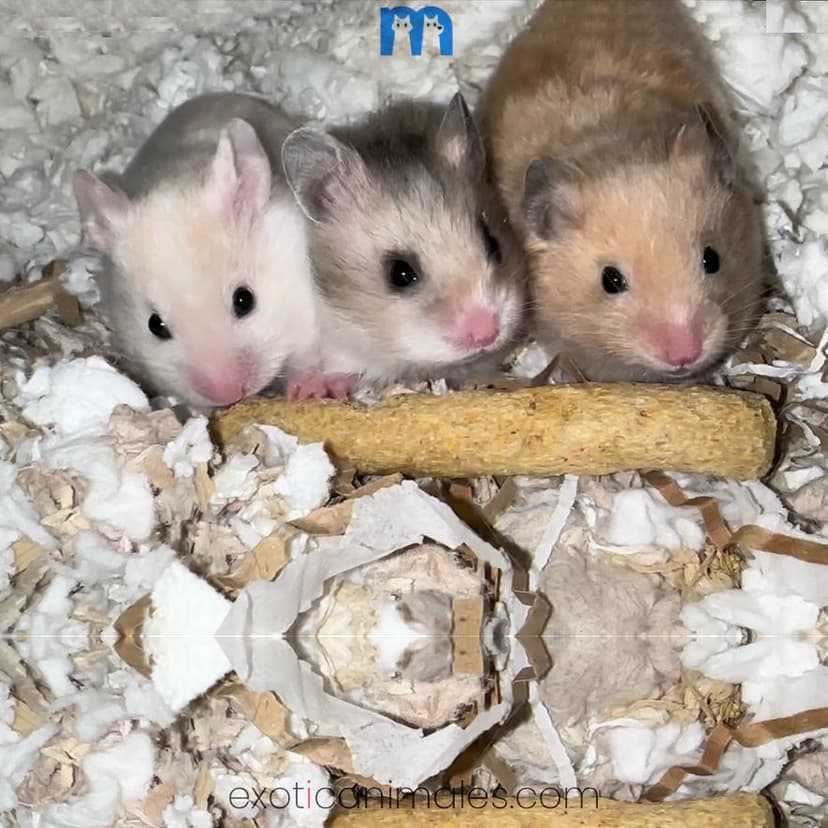 Fancy Dwarf Hamsters For Sale