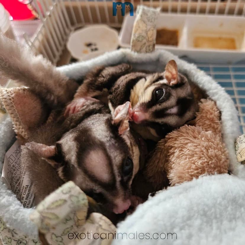 Sugar Glider Pair for Sale