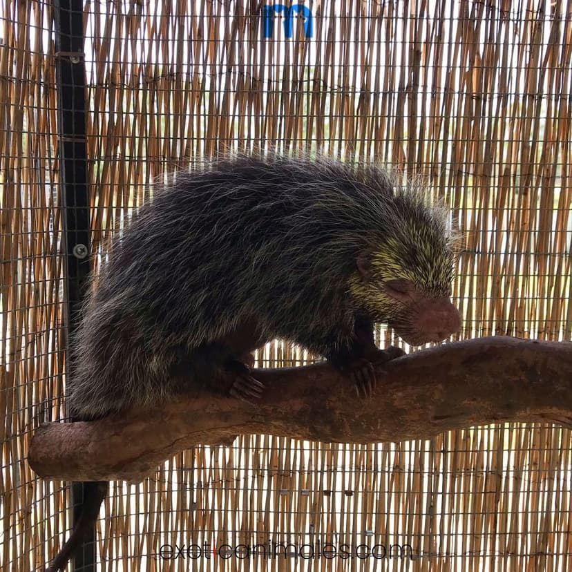 Black Tailed Dwarf Porcupine Pair