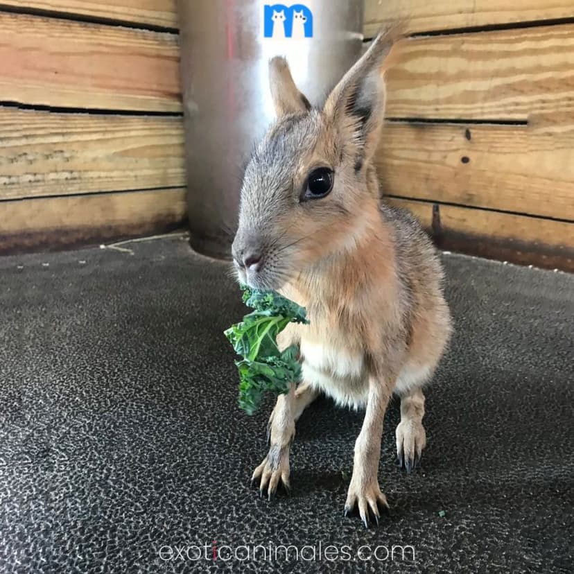 Patagonian Mara for Sale