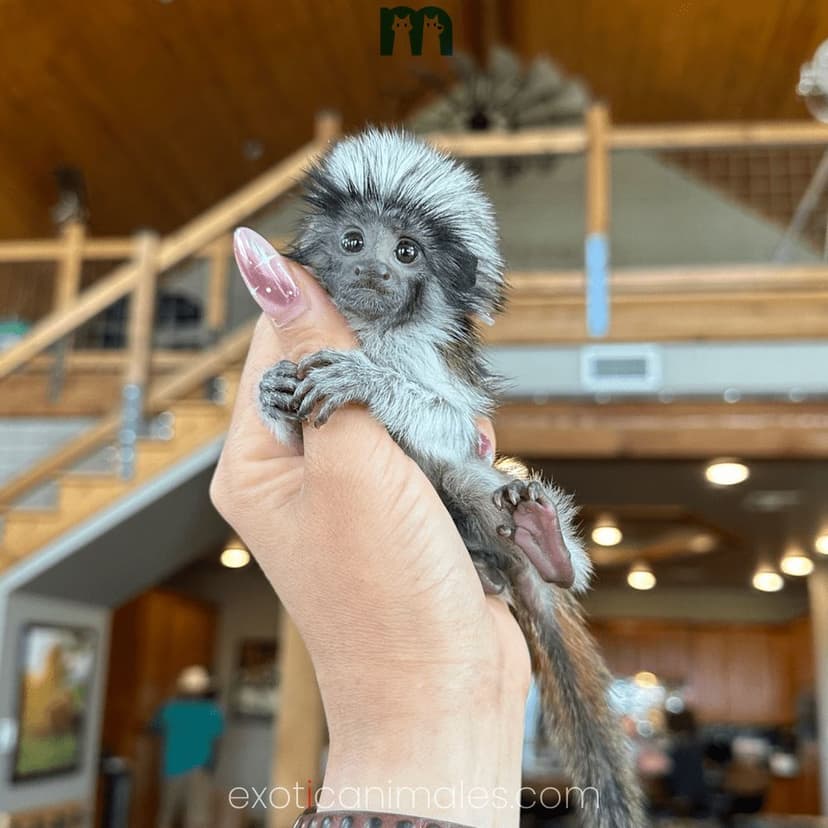Marmoset Finger Monkey For Sale