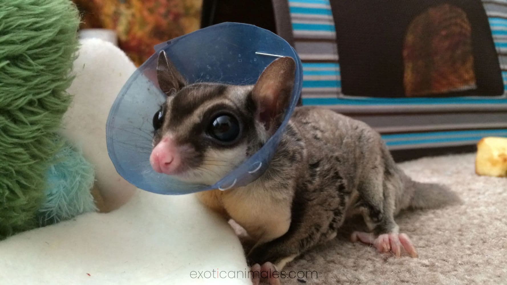 Sugar Glider Care Guide: The “Pocket-Sized” Vibe Check 🍬