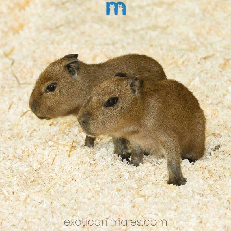 Baby Capybaras for Sale