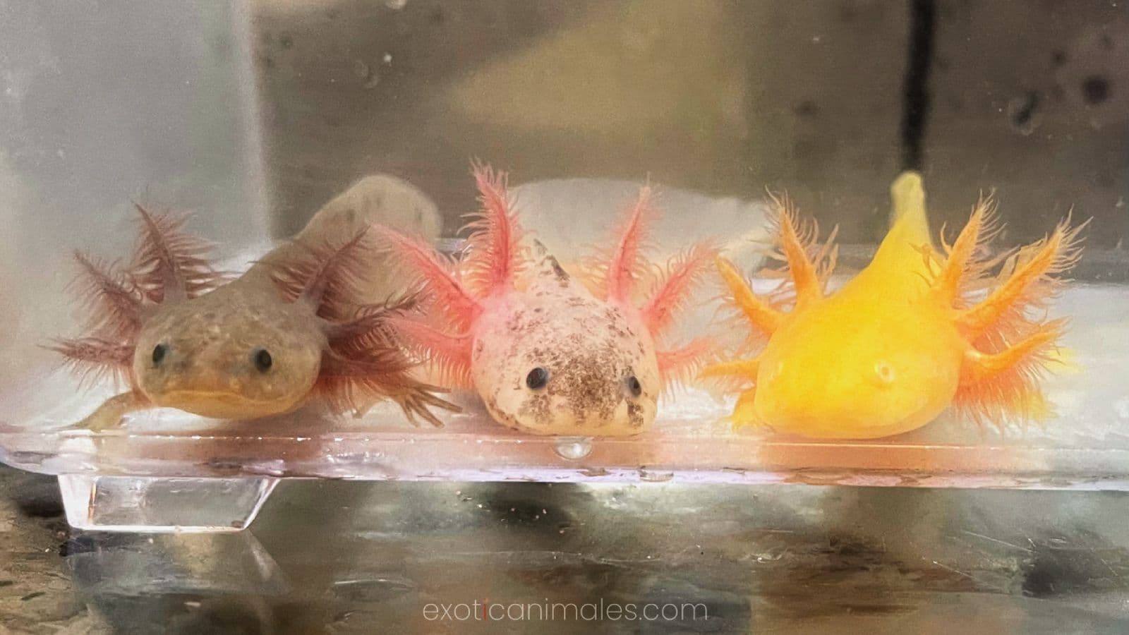 Axolotl Salamanders Deep Dive: The “Real-Life Pokemon”