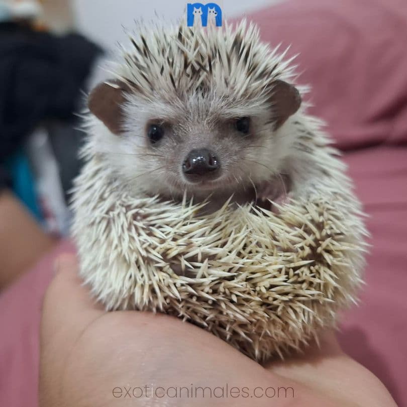 African Pygmy Hedgehog for Sale