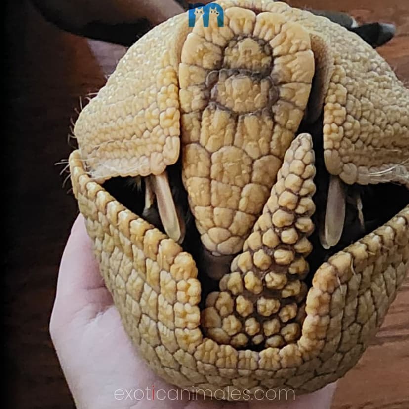 Baby Three Banded Armadillo For Sale