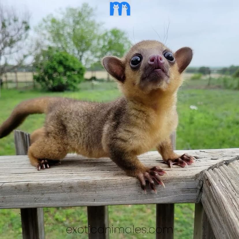 Baby Kinkajou for Sale
