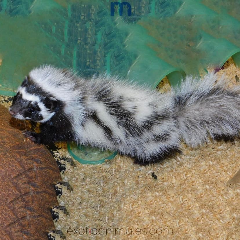 Libyan Striped Weasels For Sale