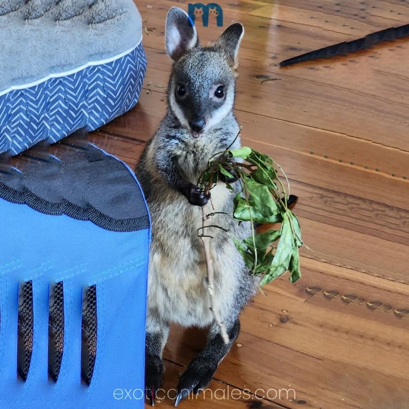 Bennett’s Wallaby for Sale