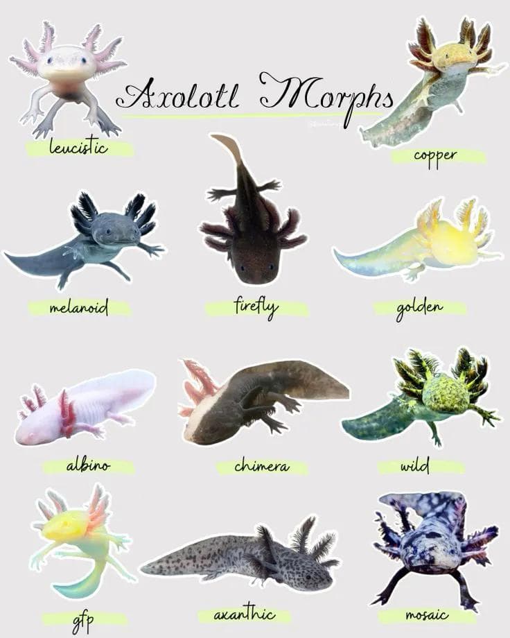 Sunburst Axolotl for Sale