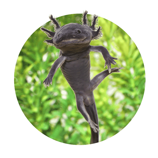 Axolotls