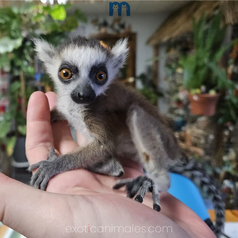Baby Ring Tailed Lemurs for sale