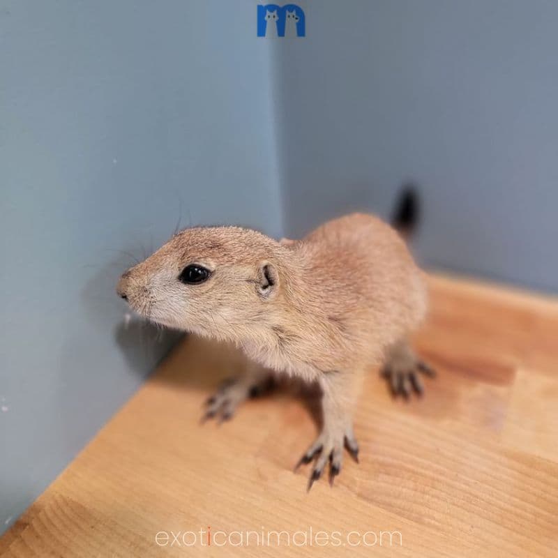 Baby Prairie Dog For Sale
