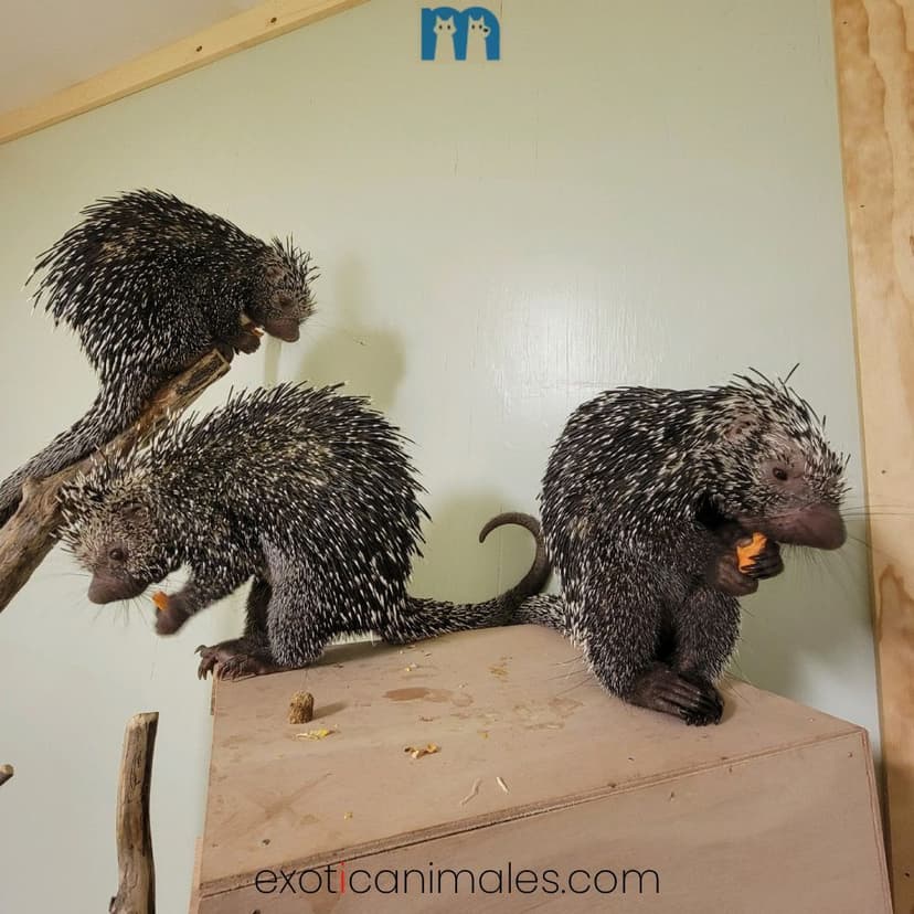 Prehensile Tailed Porcupines For Sale