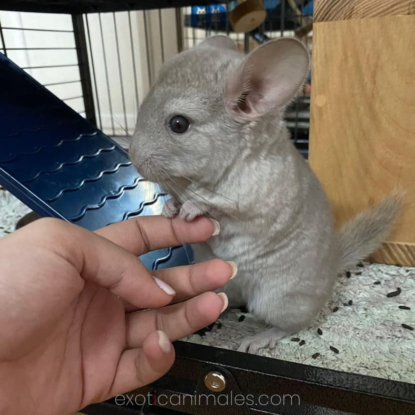 Baby Chinchillas for Sale
