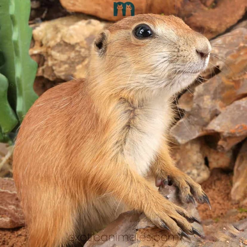 Prairie Dog for Sale