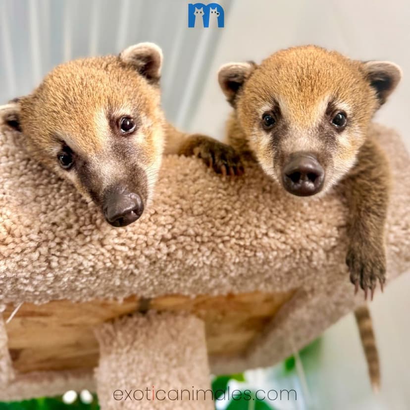 Baby Coatimundis For Sale
