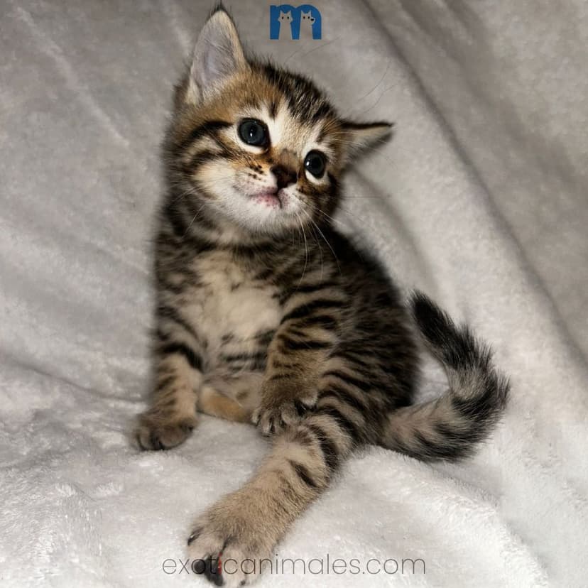 Hybrid Savannah Serval For Sale