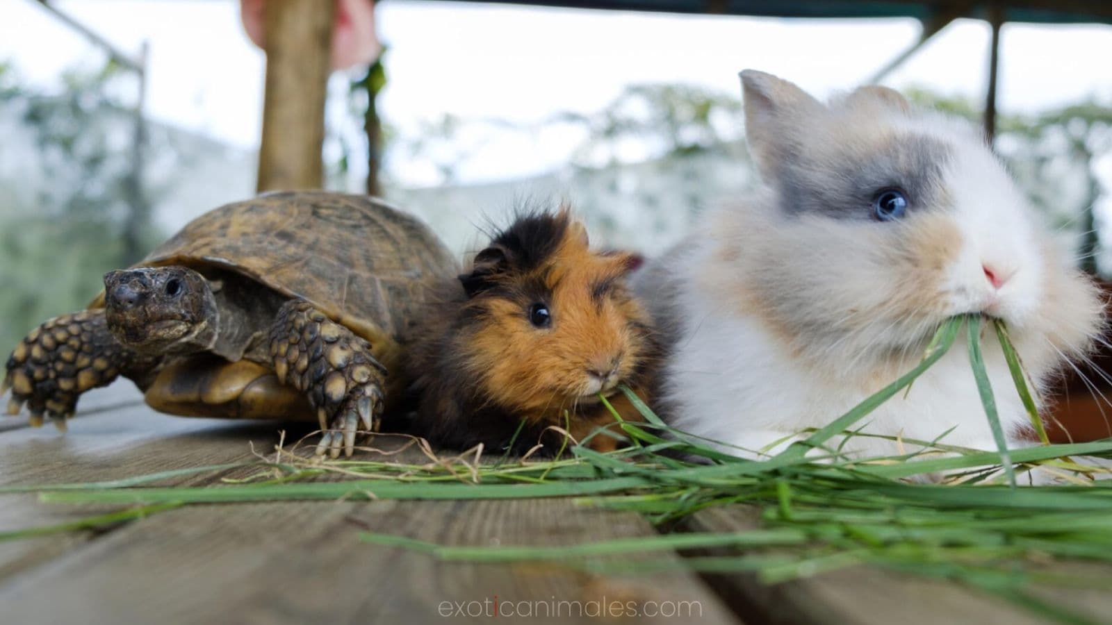 The Ultimate Guide to Exotic Pets: Reptiles, Small Mammals, Birds & More